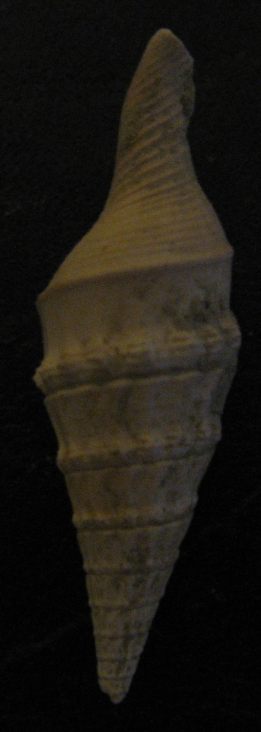 Mitrella thiara (Brocchi, 1814). Tortoniano